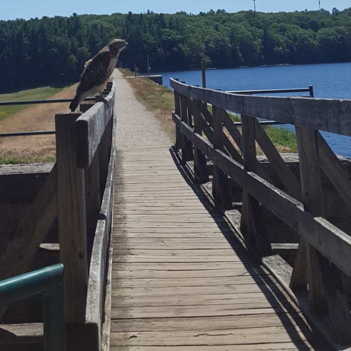 Probably a Redtail Hawk Near Hopkington State Park Loop