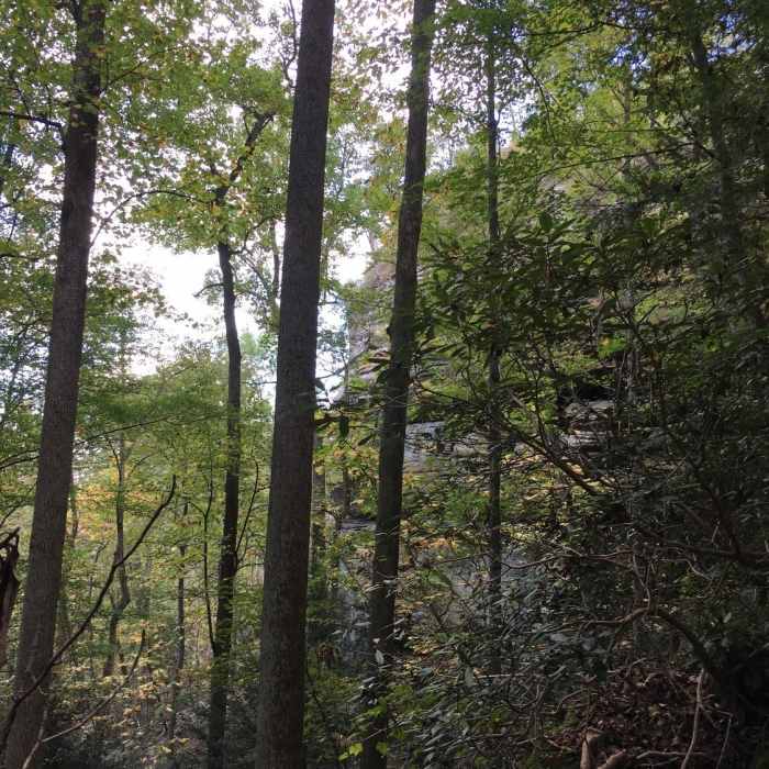 Climbing out of the forest towards Tunnel Ridge Near Double Arch Trail #201