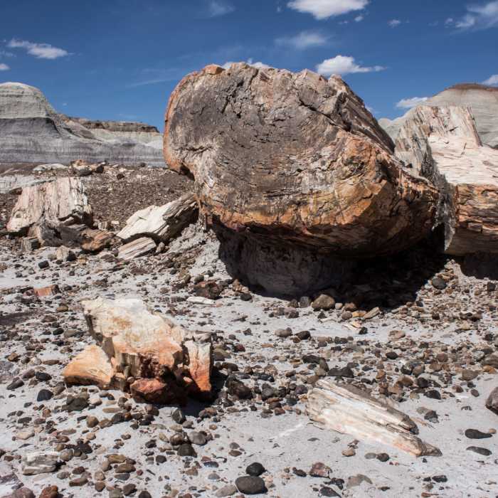 Shattered trees. Near Blue Mesa Trail