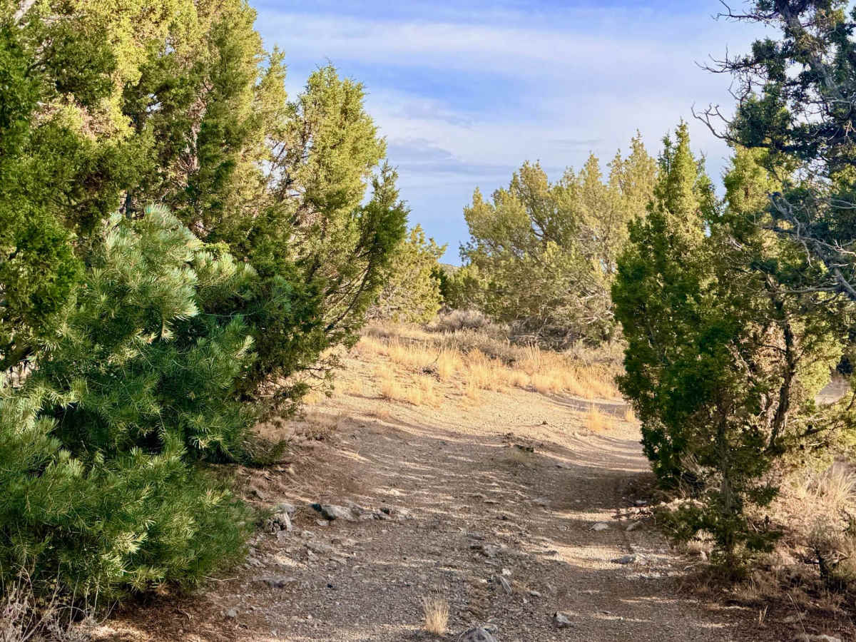 Arizona Spring - FS 17575/577 photo 3