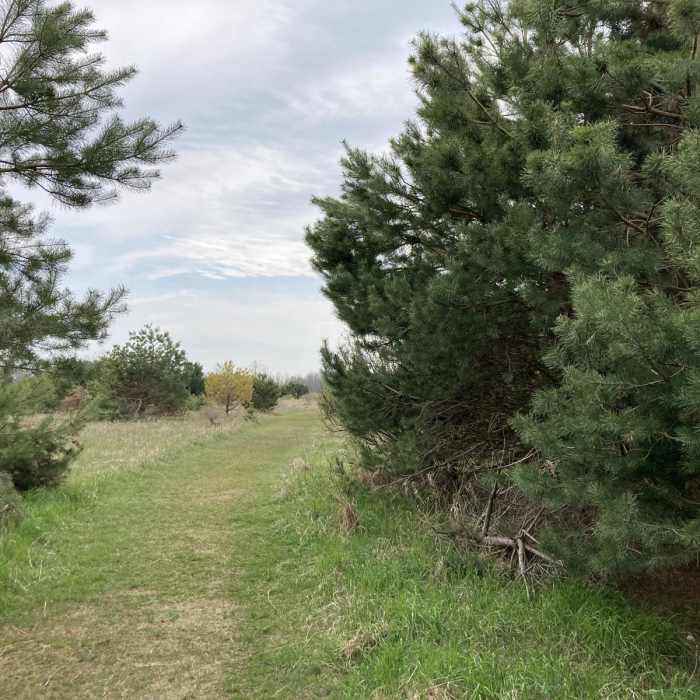 Near Ancient Shores Trail Near Ancient Shores Trail