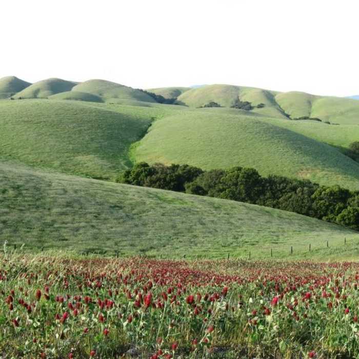 Near Calaveras Ridge Regional Trail