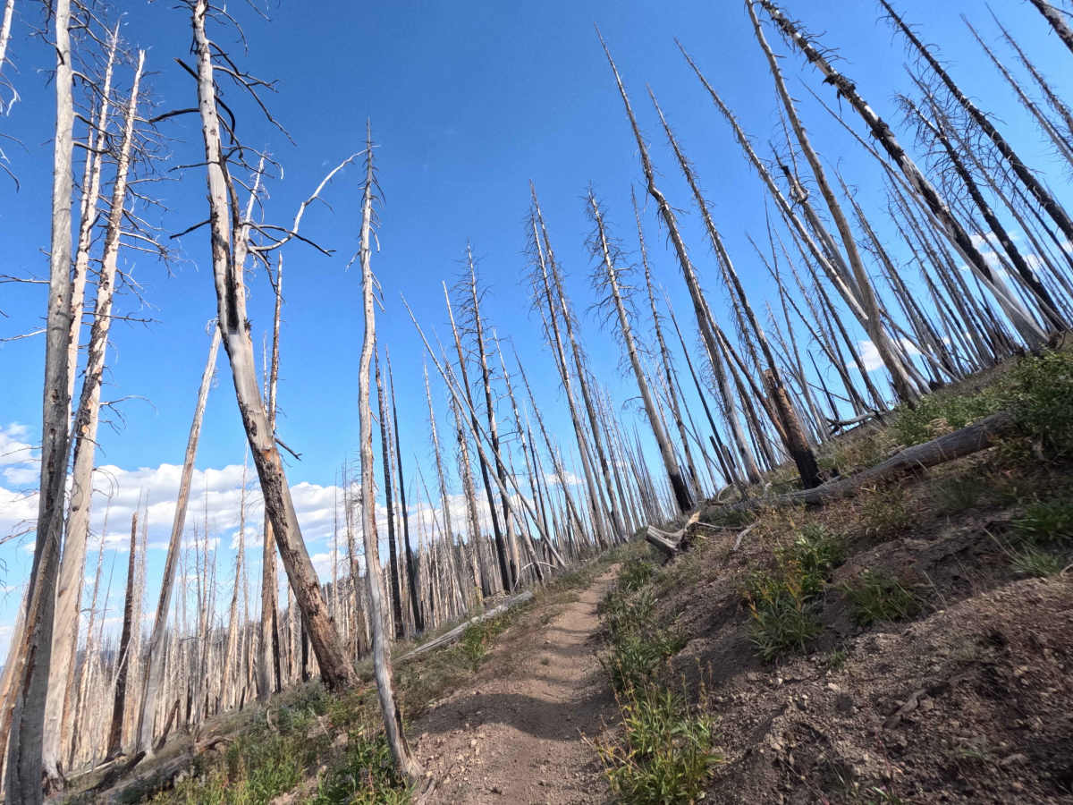 Placer Creek Trail - FS 7141 photo 5