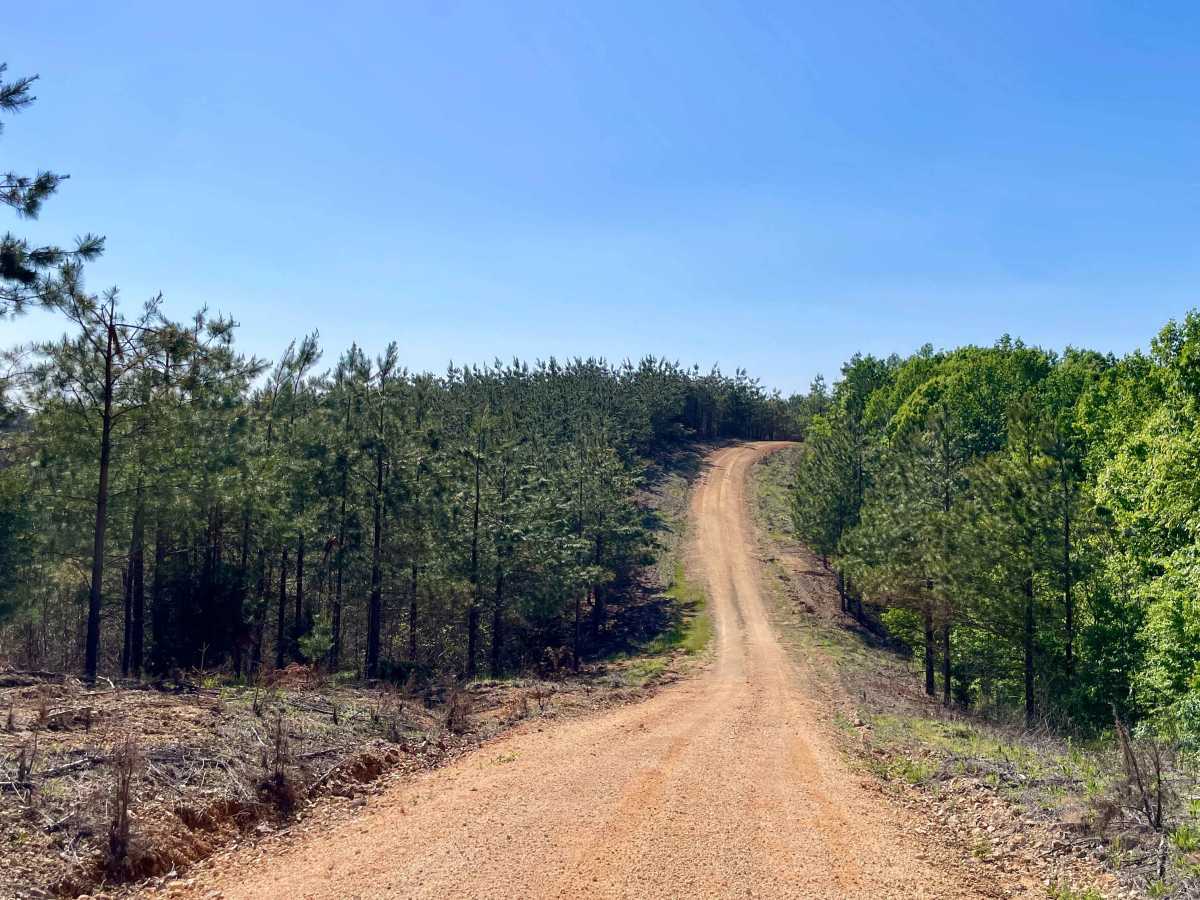Copeland Ridge Road–Eagle Creek WMA photo 6