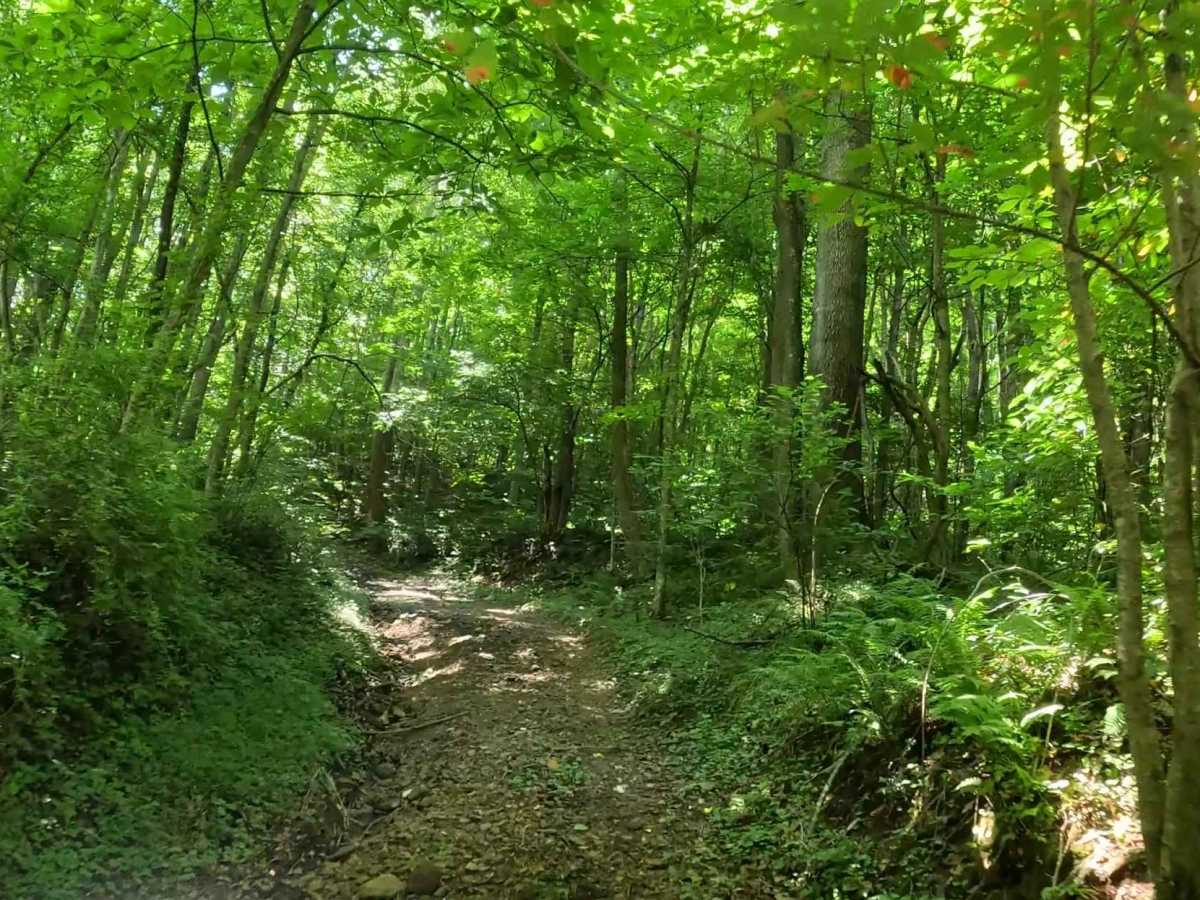 Q3C trail photo