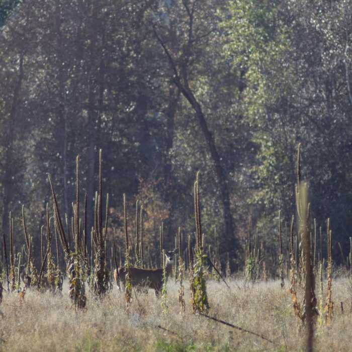 Near Indian Painted Rocks + Knothead Valley Loop Trail
