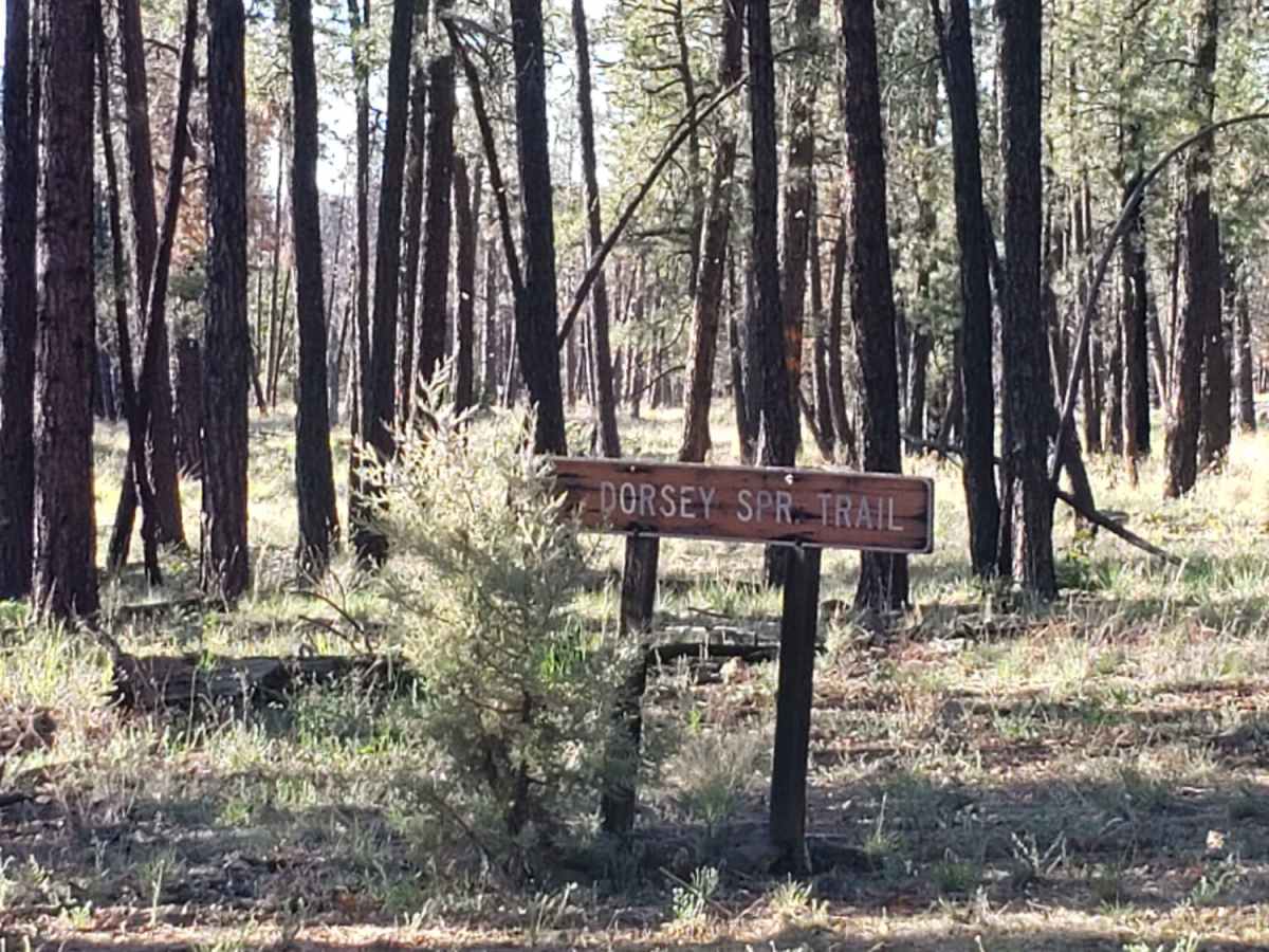 Dorsey Spring Trailhead trail photo