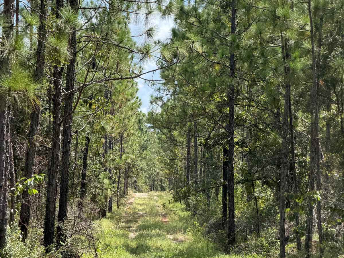 Blackwater River R79 photo 6