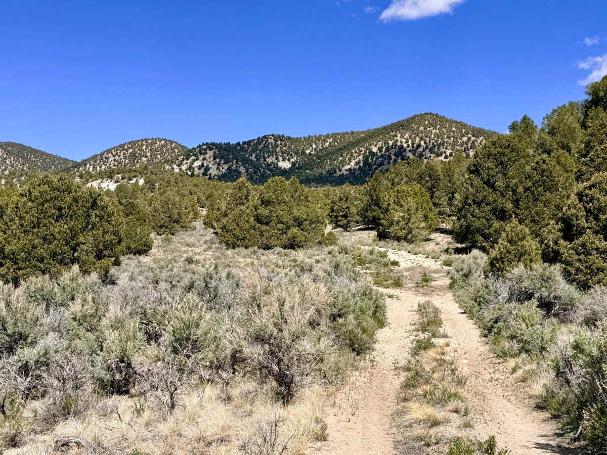 Upper Bald Mountain - FS 44214A trail photo