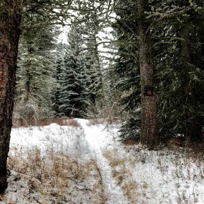 Near Hodgeman Canyon Trail #429