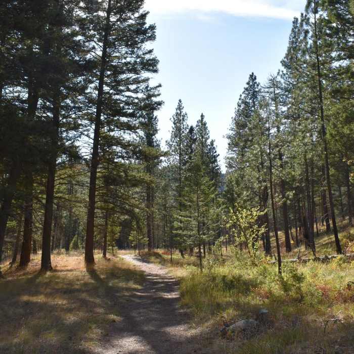 Near Rattlesnake Creek + Spring Gulch Loop