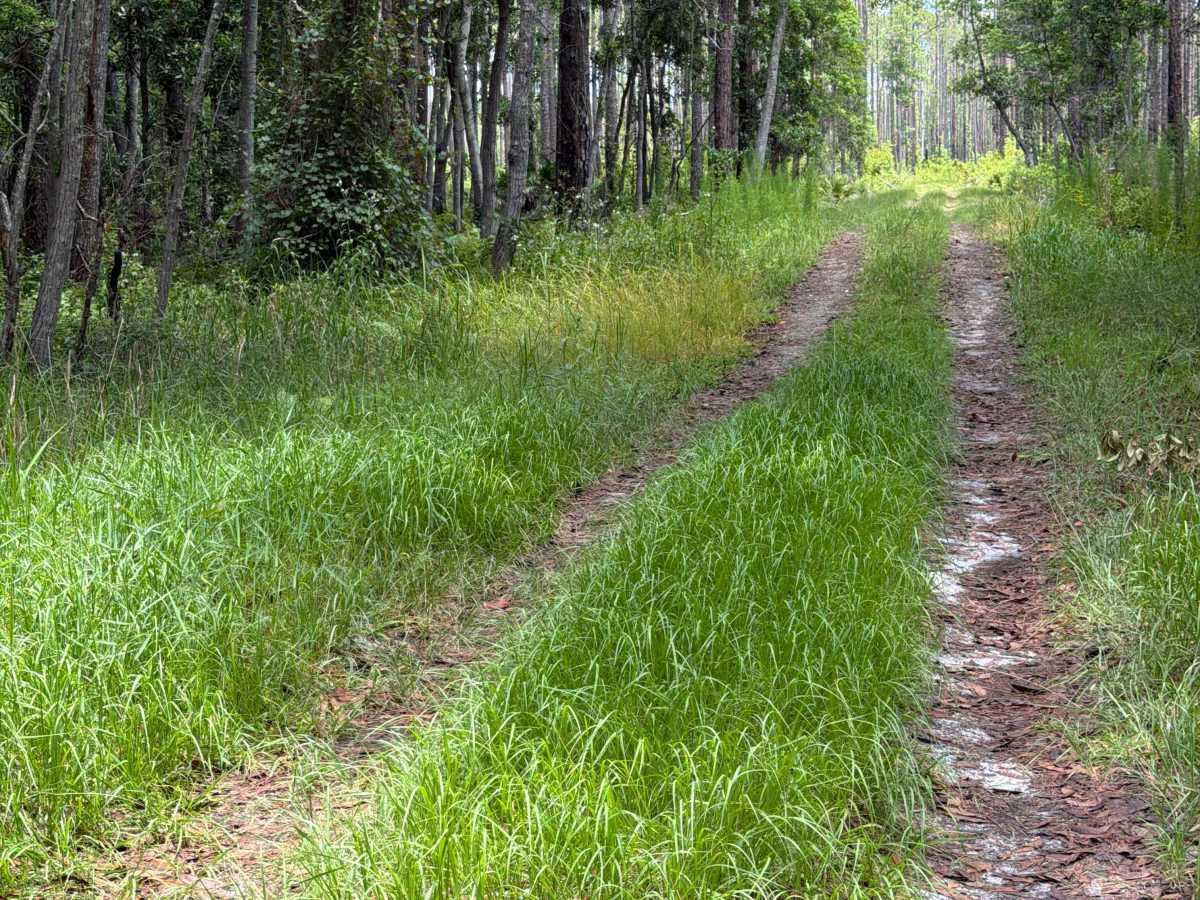 Big Pond Road trail photo