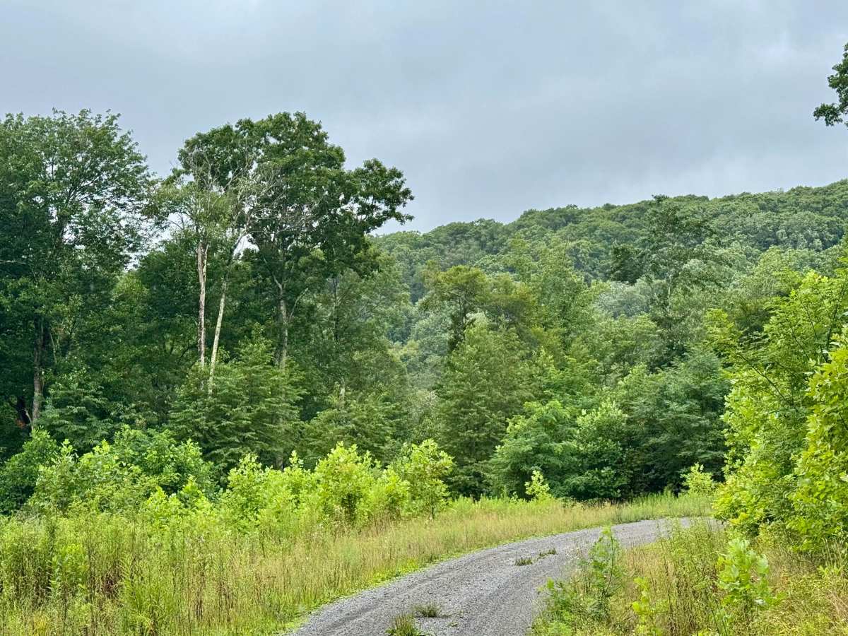 Laurel Run - FS 425 photo 5