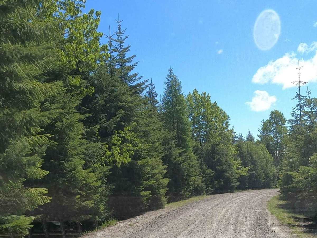 Lankin Loop - NF3350-119 trail photo