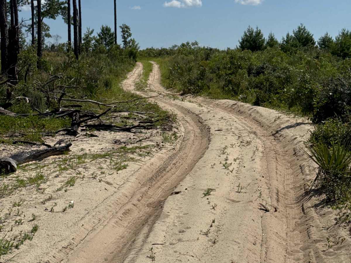 Ocala National Forest Road 58 photo 4