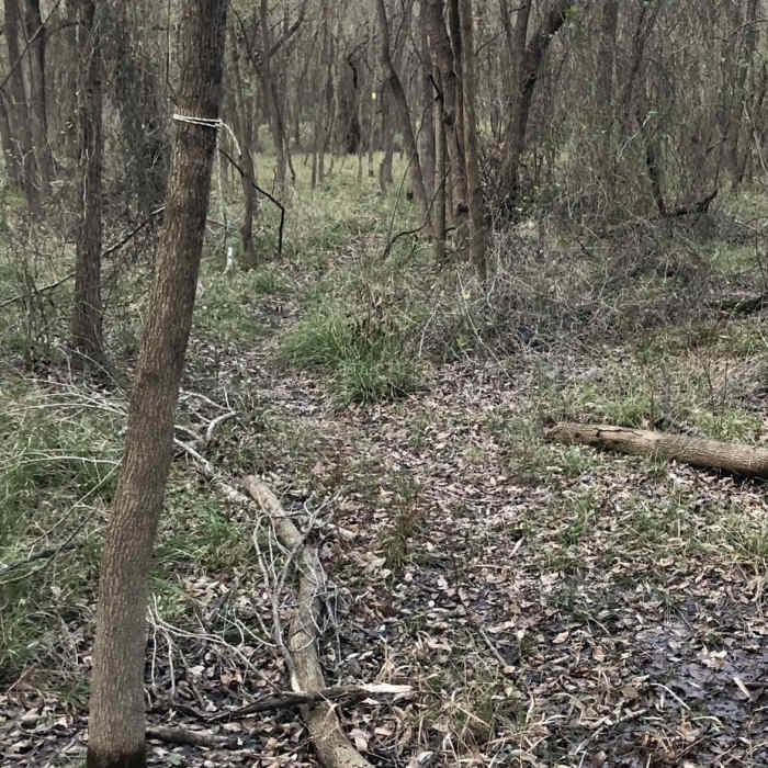 Near Yellow Tape Trace