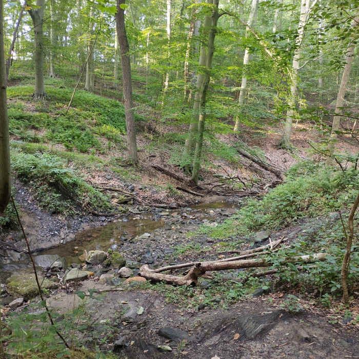 Near Springfield Trail