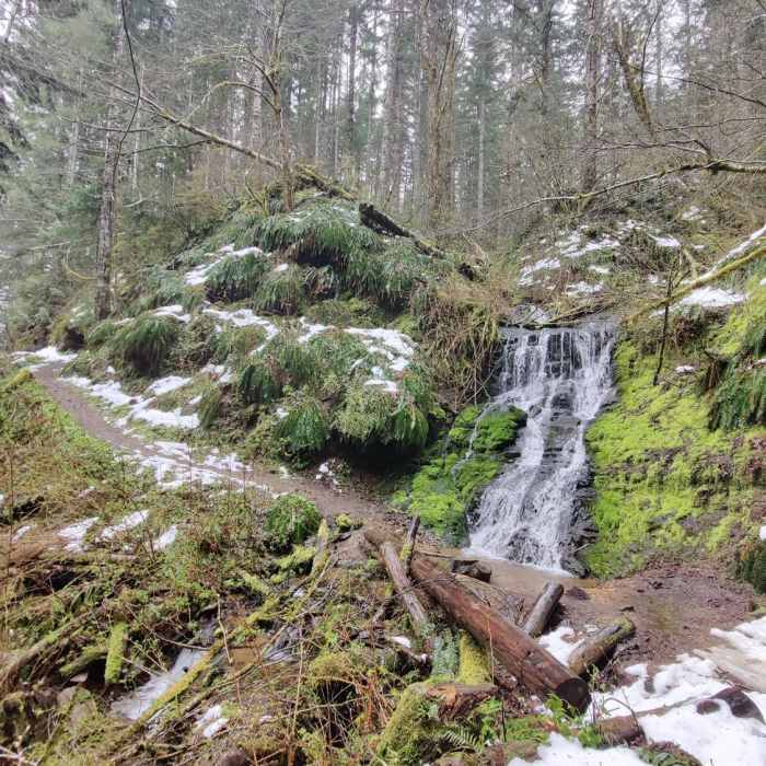 Near Gales Creek - Storey Burn Trail Loop