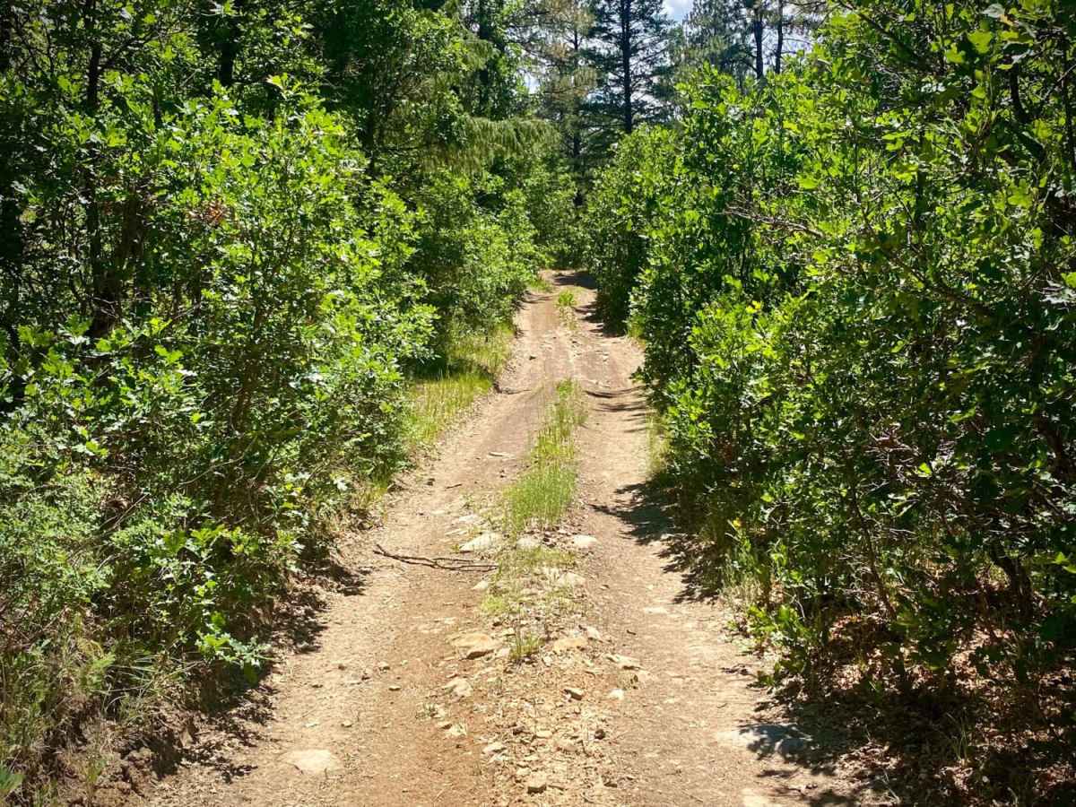 Eight Mile Mesa C-USFS Rd #651C photo 4