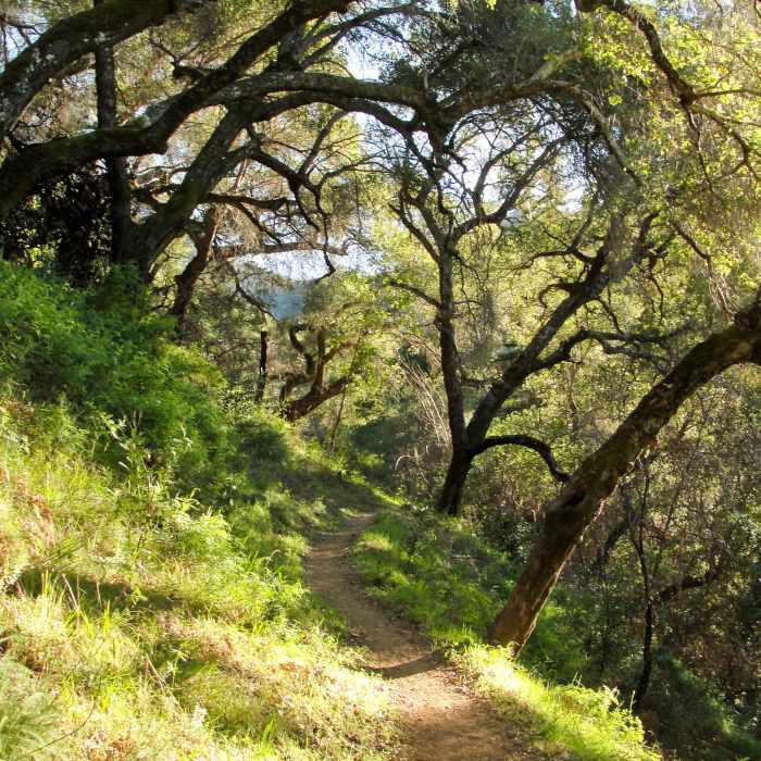 Near Pine Ridge Trail to Sykes Hot Springs