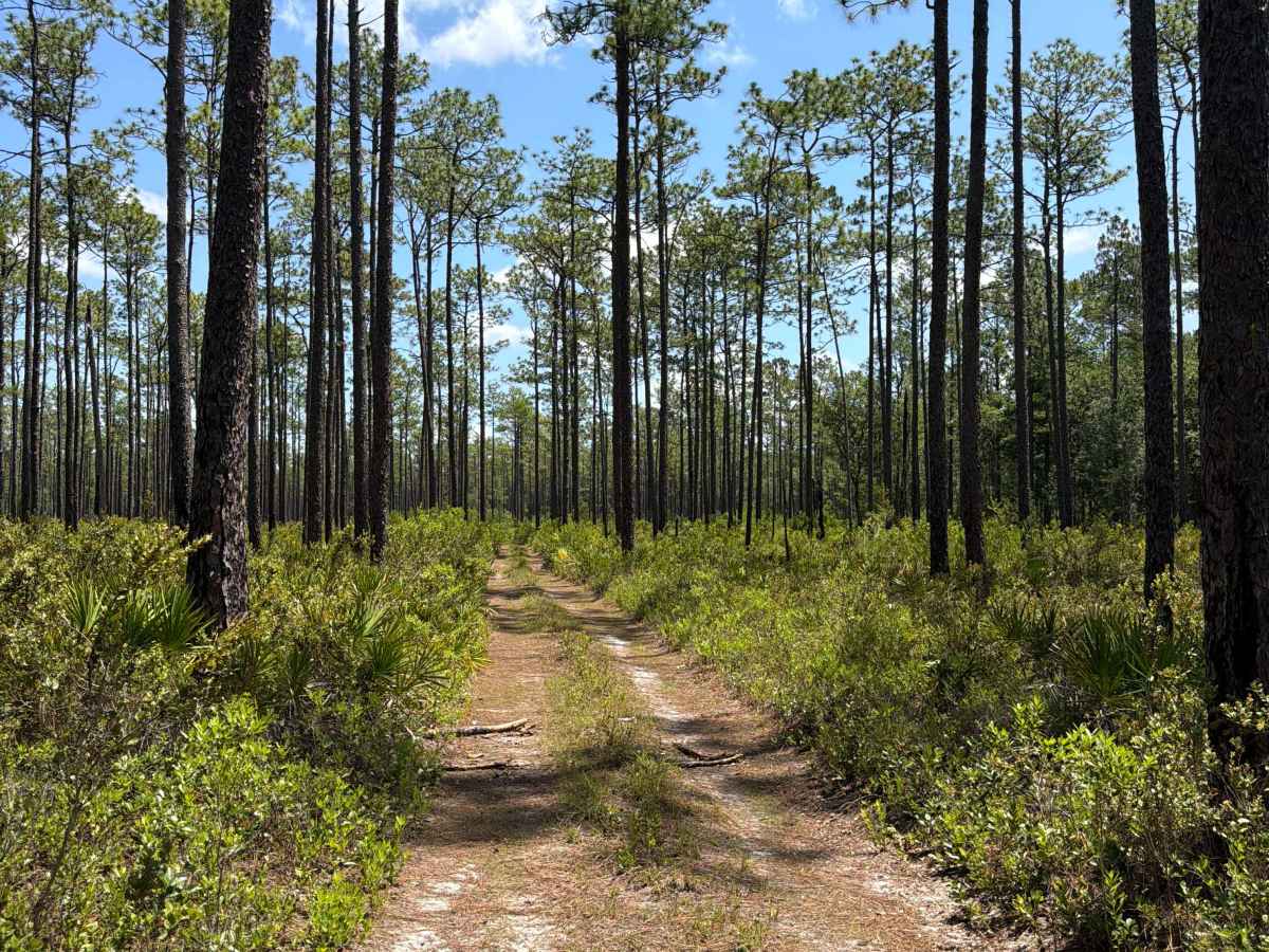 FS 313C trail photo