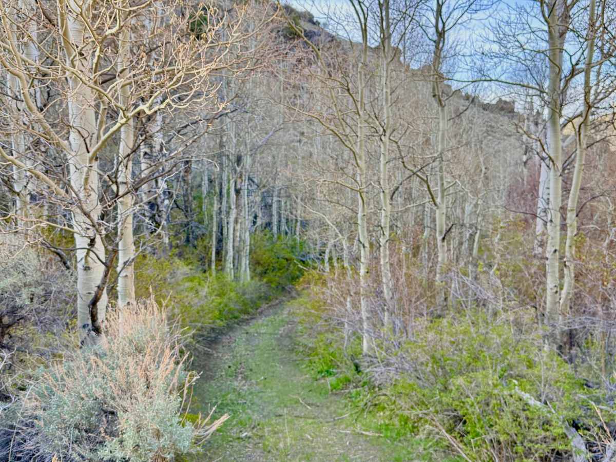 Veatch Canyon Road - FS 43233 photo 2