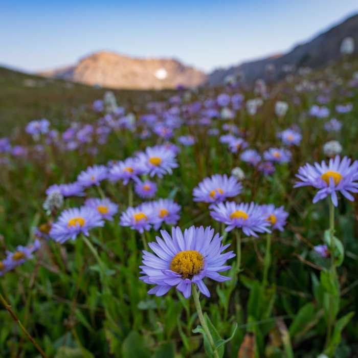 Near Pawnee-Buchanan Loop