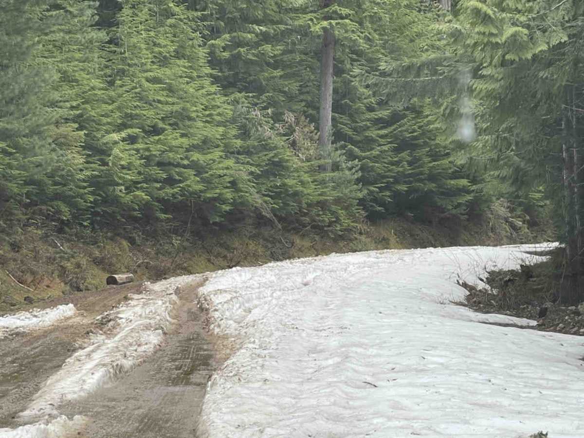3 Valley Mabel Lake FSR Road to Kingfisher photo 6