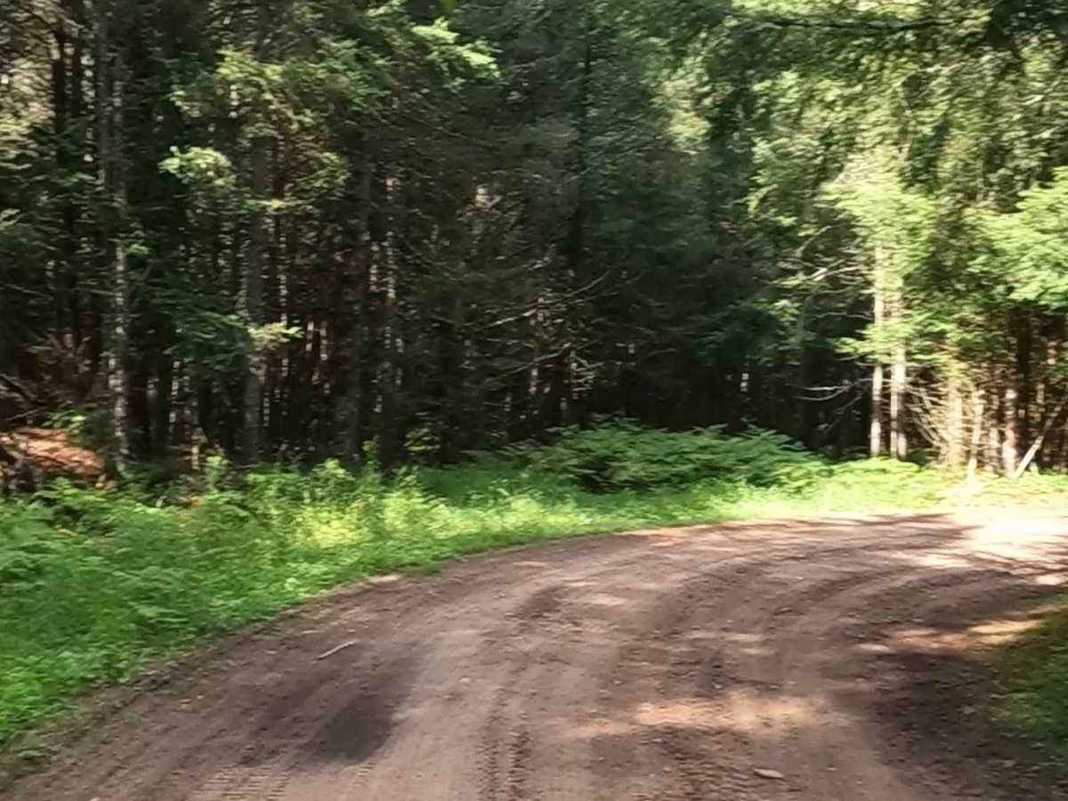 Little Black River Spur C (FSR 2233C) photo 6