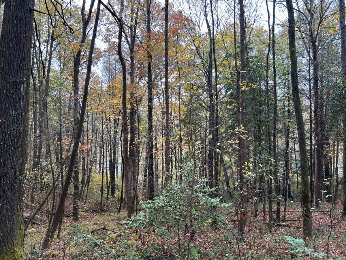 Toccoa River Road - FS 333 photo 4