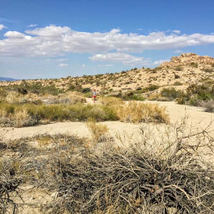 Near Quail Mountain Loop