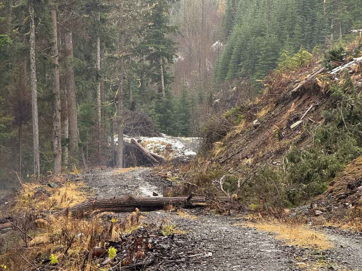 Clore Forest Service Road photo 6