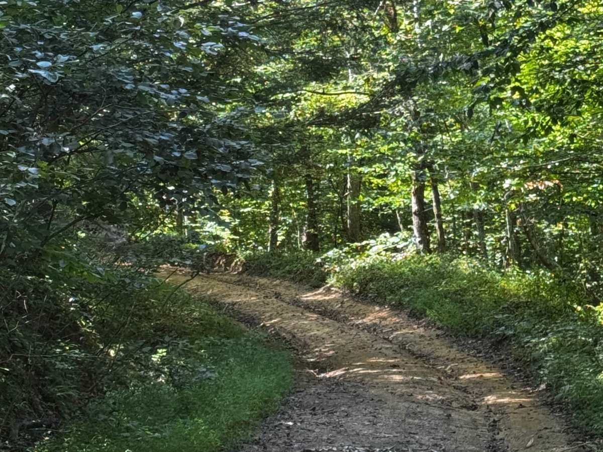 JC Trail 1 trail photo