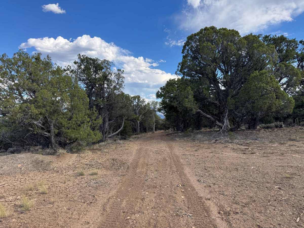 BLM 8453 photo 6