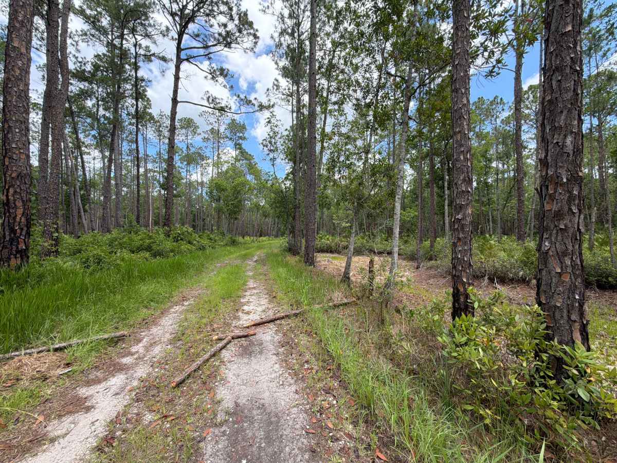 Crooked Road photo 2