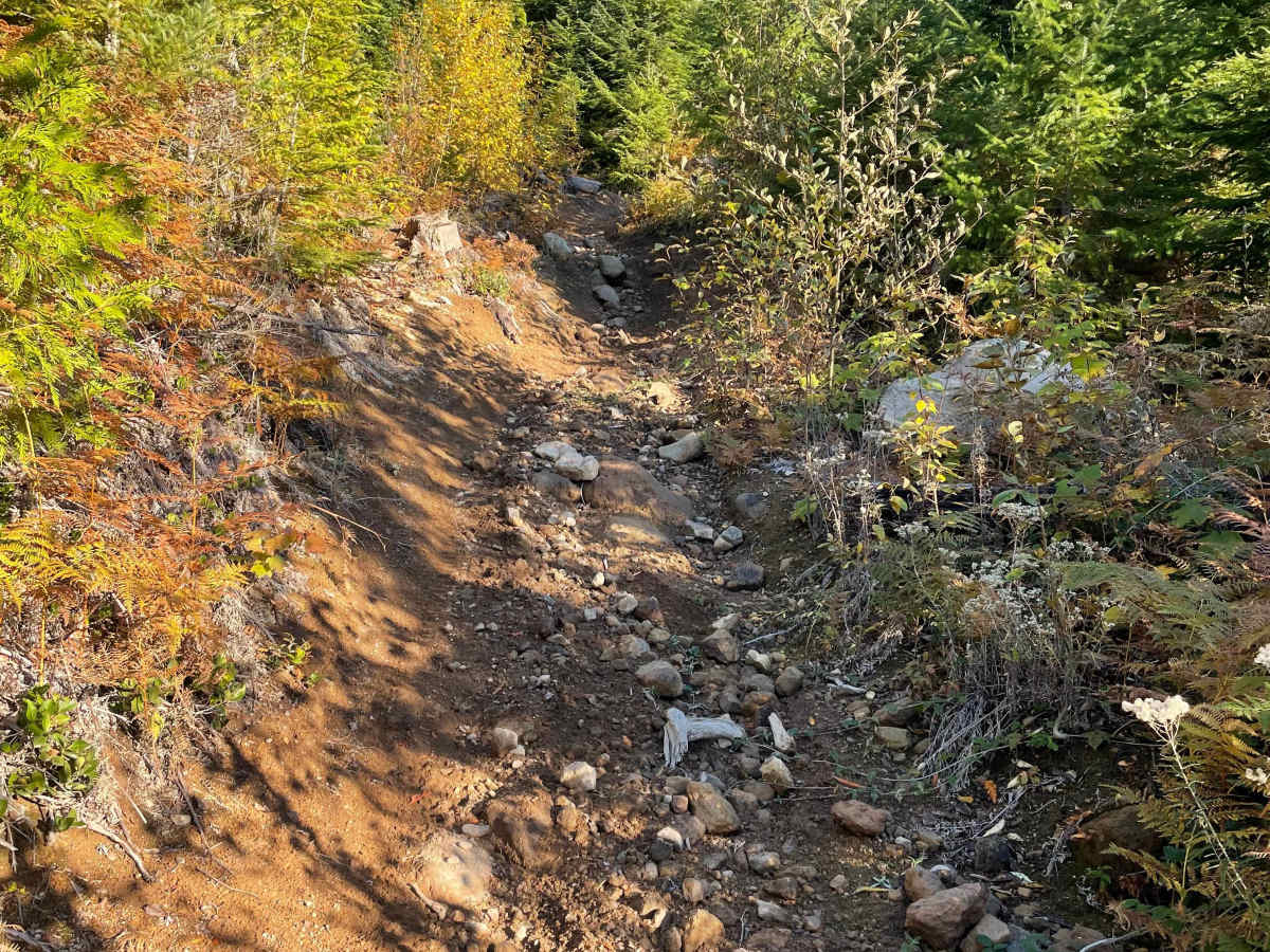 Deep Woods photo 3