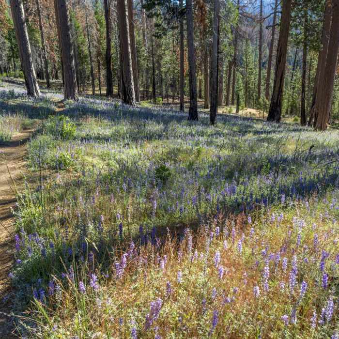 Near North Rim Hike: Big Oak Flat Road to Mirror Lake
