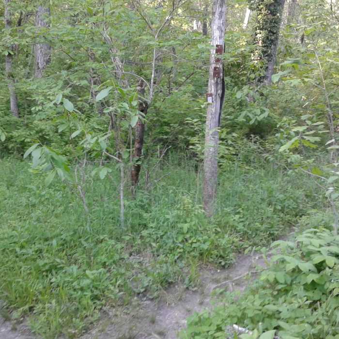 Near #2 Connector Trail