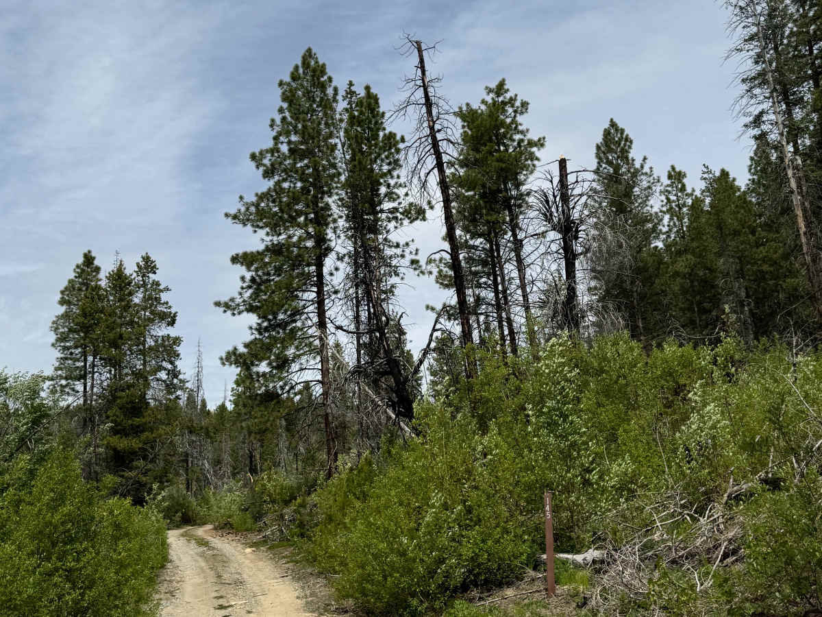 Goat Mountain Road - FS 8140-145 trail photo