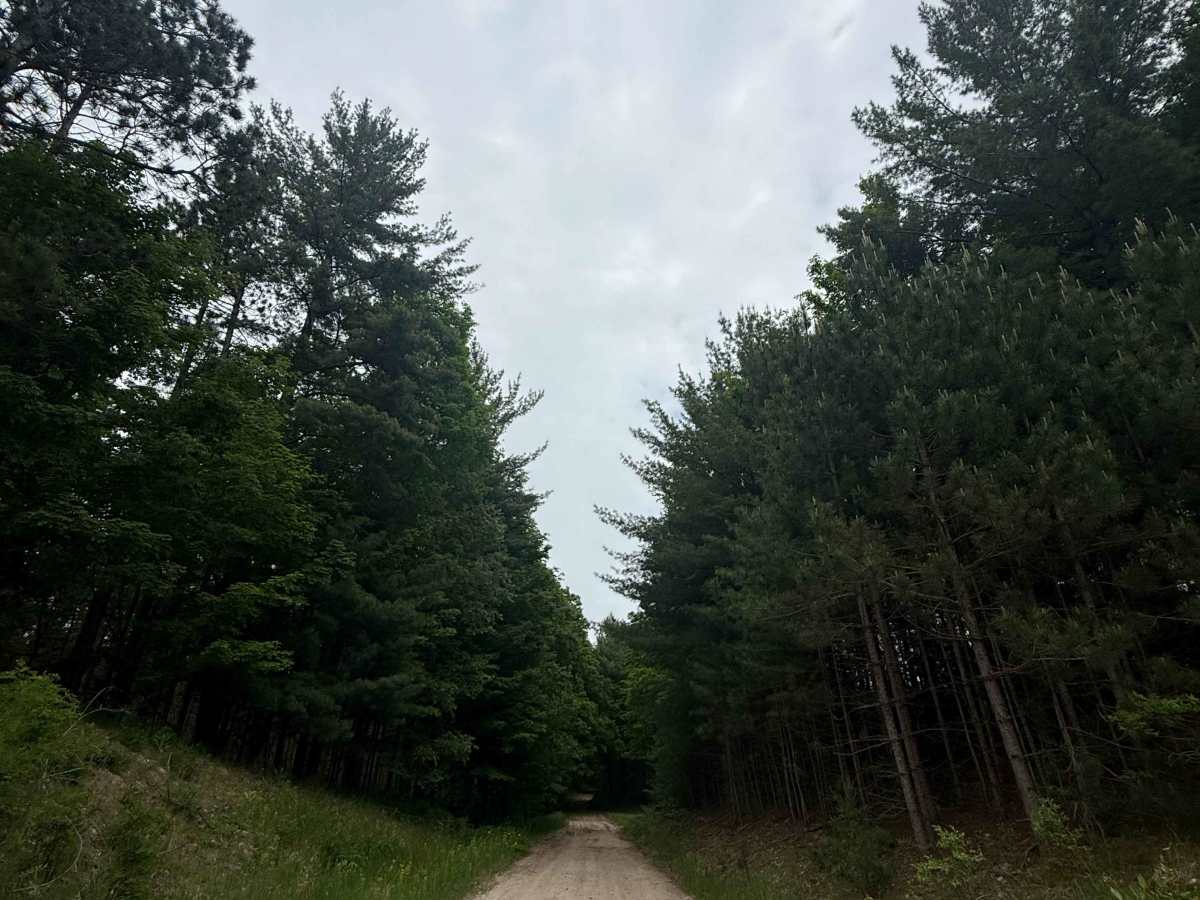 Roots Lake Trail photo 4