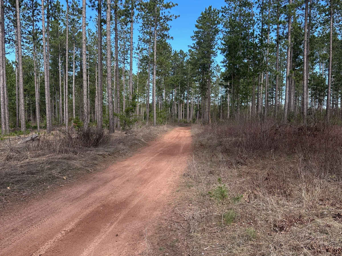 Sandy Pines Trail photo 4