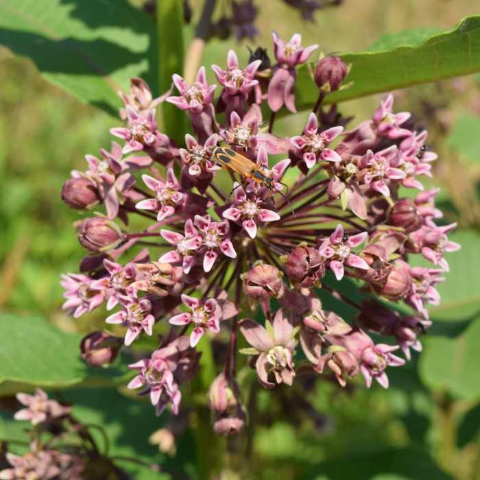 Near Pollinator Garden Trail