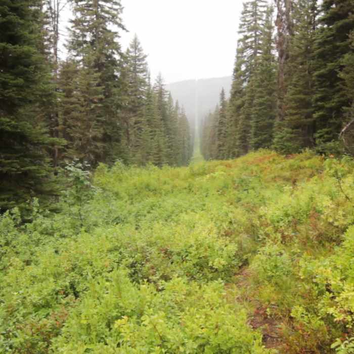 Near North Boundary Trail