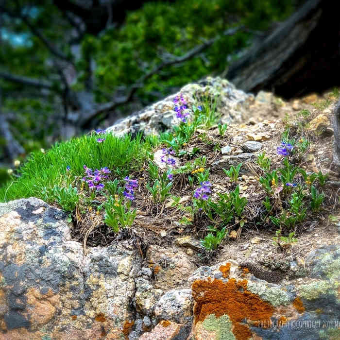 Near Mills Lake - Black Lake Trail