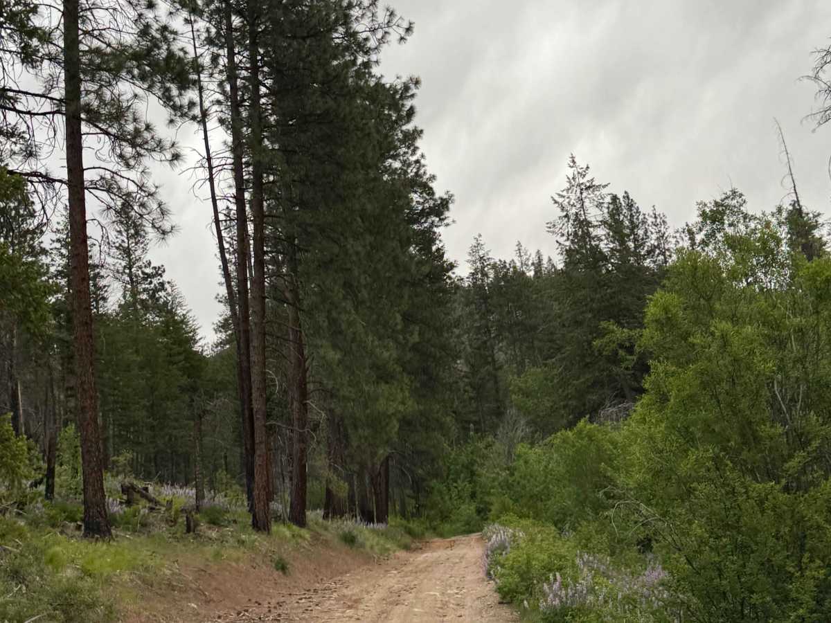 Cougar Lake Road photo 3