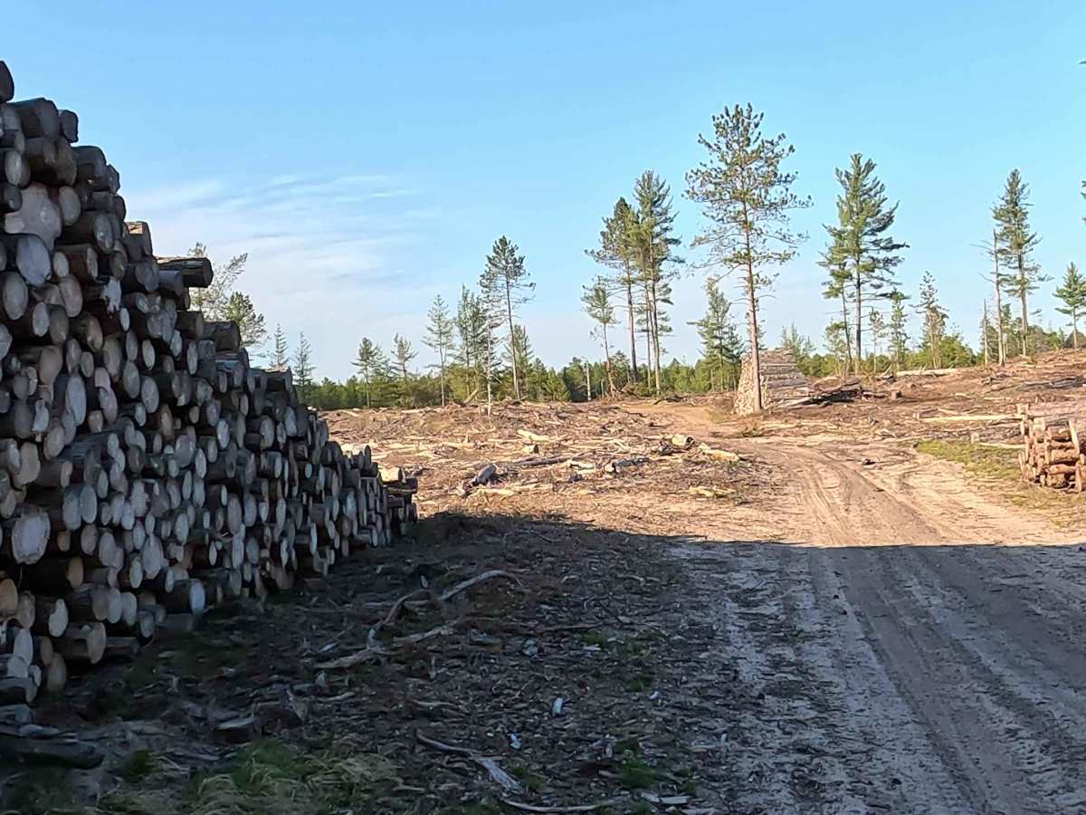 North Wide Water Timber Loop photo 4