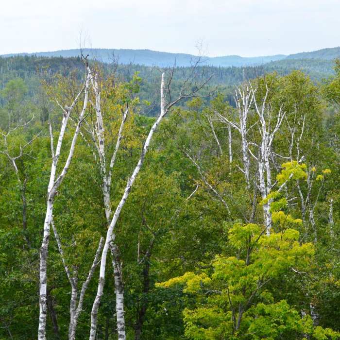 Near Bean Lake + Bear Lake via the Superior Hiking Trail