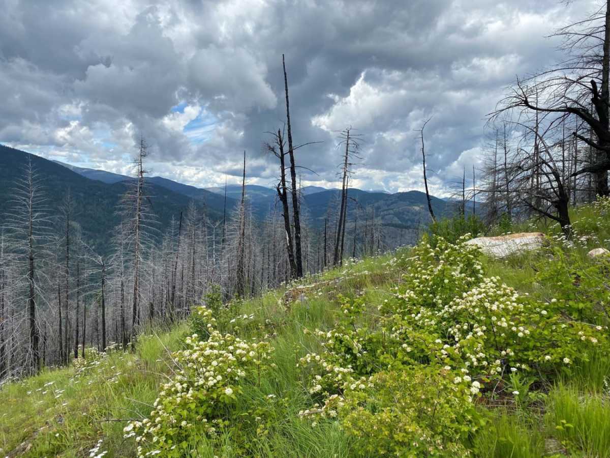 Thompson Ridge Trail photo 4