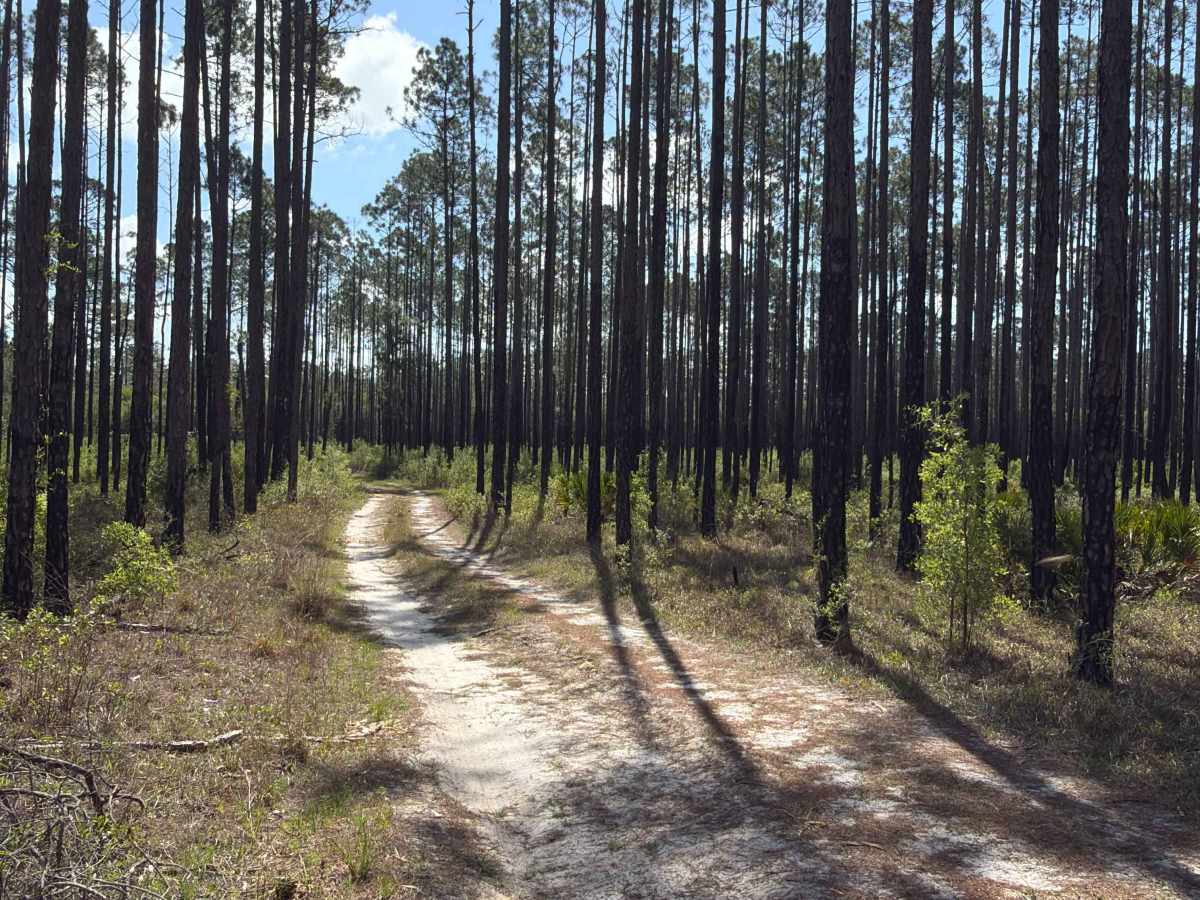 FS 142-B trail photo