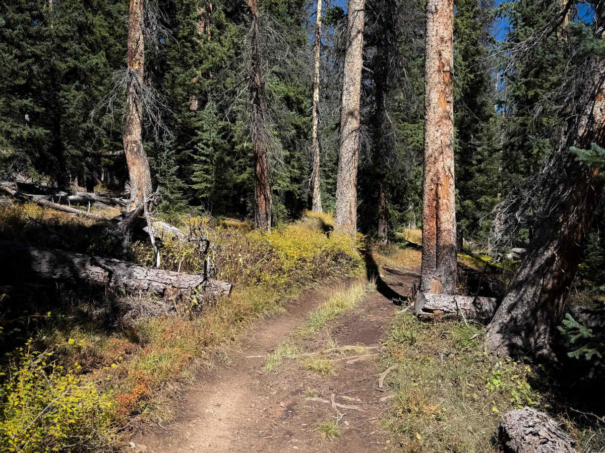 Willow Creek Trail - FS 479  photo 2